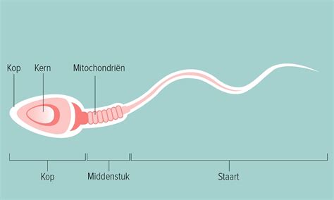 levensduur sperma|Sperma: alles wat je wilt weten over de mannelijke zaadcel